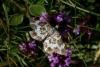 Epirrhoe tristata